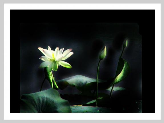 [分享]莲灯点点