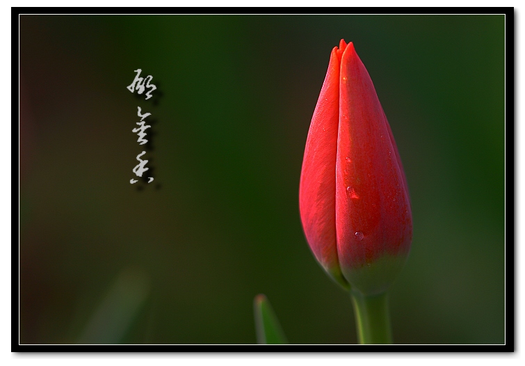 戚城花色（4.9）