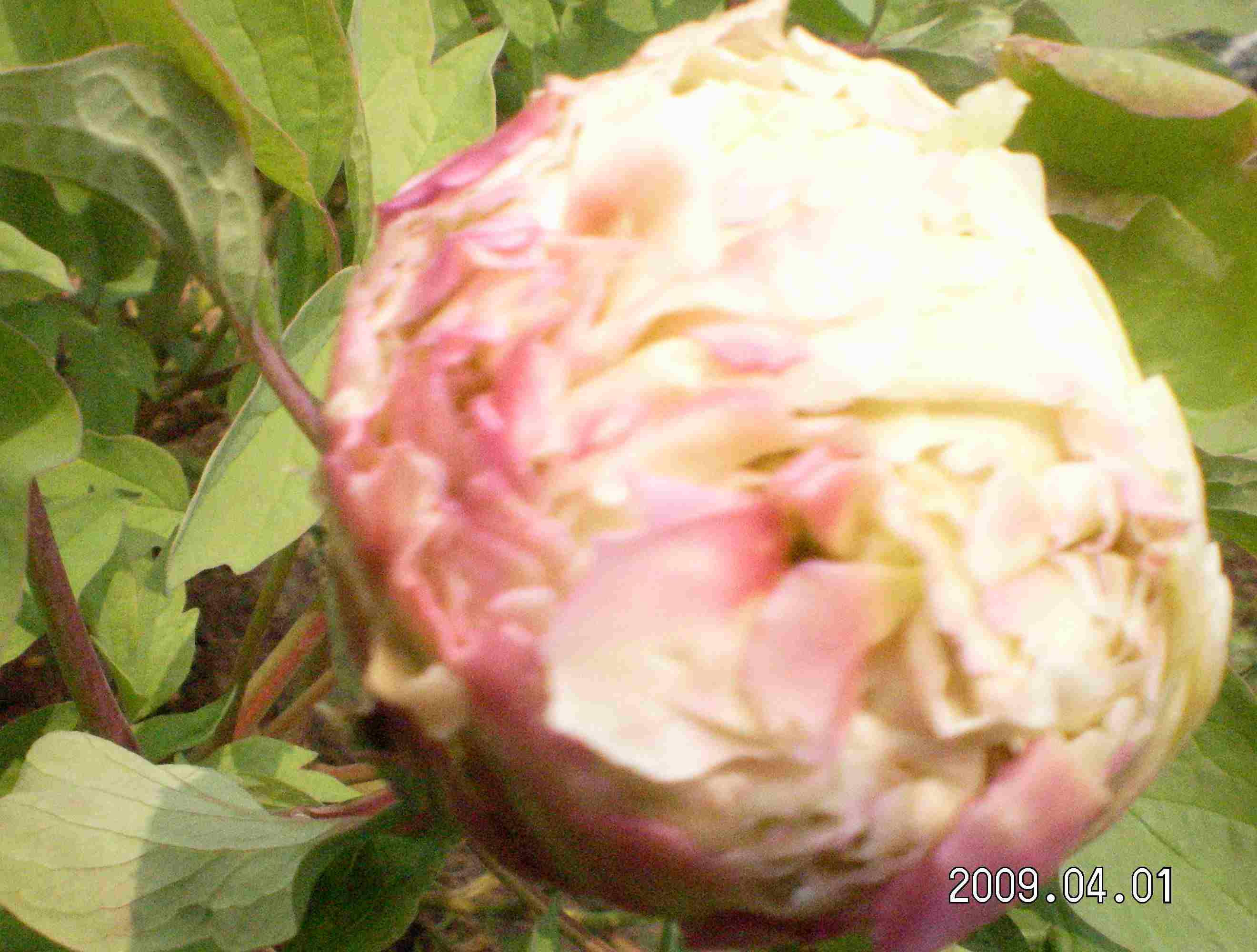 牡丹花蕾