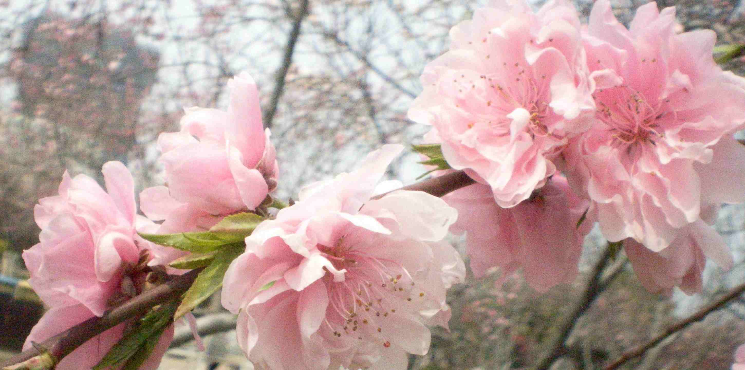 牡丹花蕾
