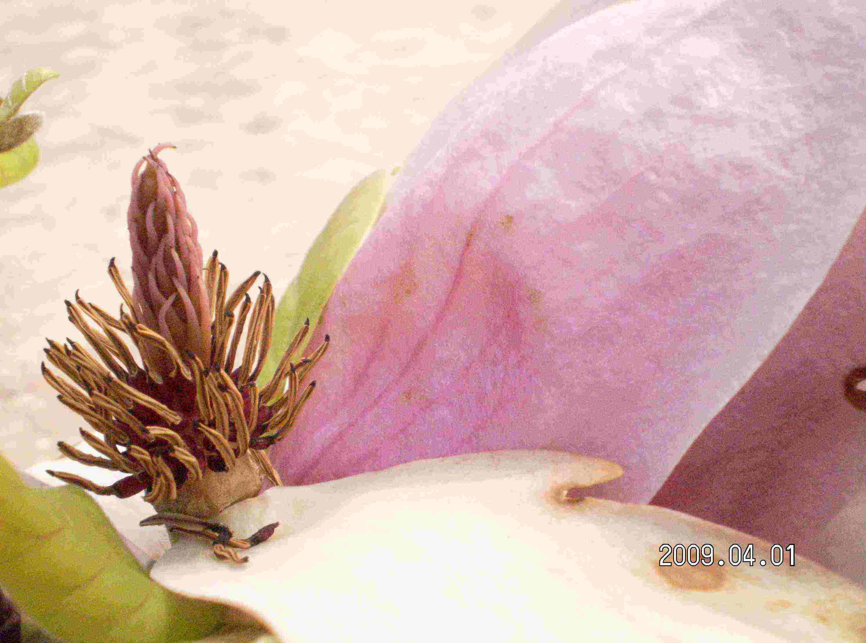 牡丹花