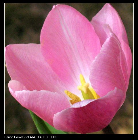 看看俺拍的郁金香