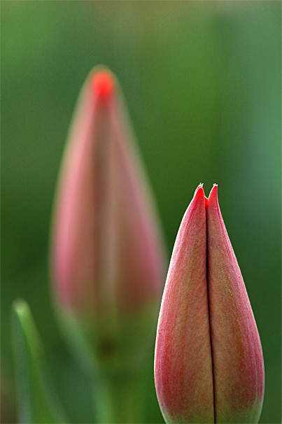 那些花儿们，，，，（二）
