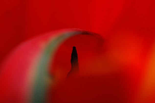 那些花儿们，，，，（二）