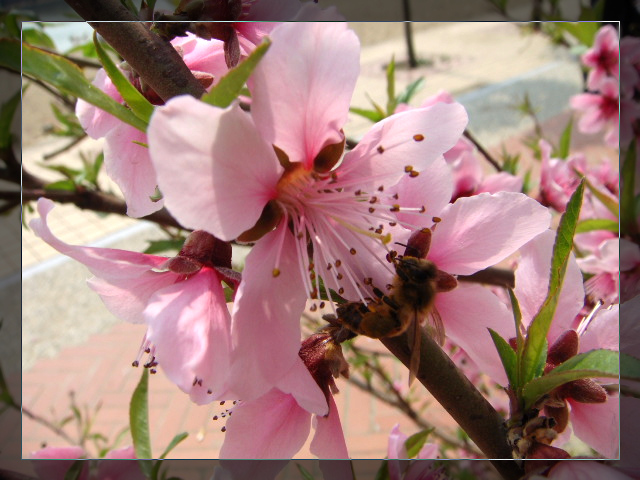 蜜蜂与桃花