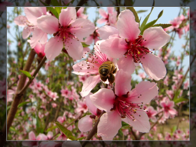 蜜蜂与桃花