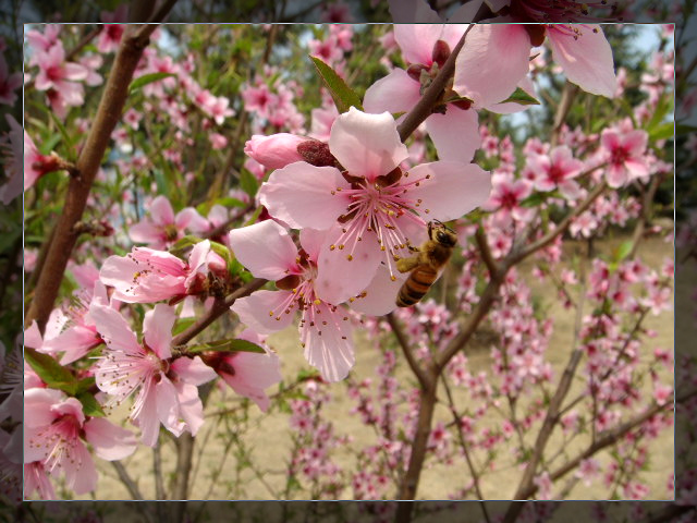 蜜蜂与桃花
