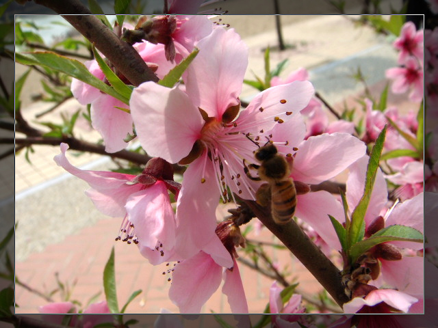 蜜蜂与桃花