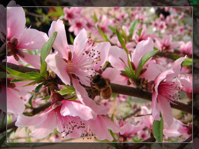 蜜蜂与桃花