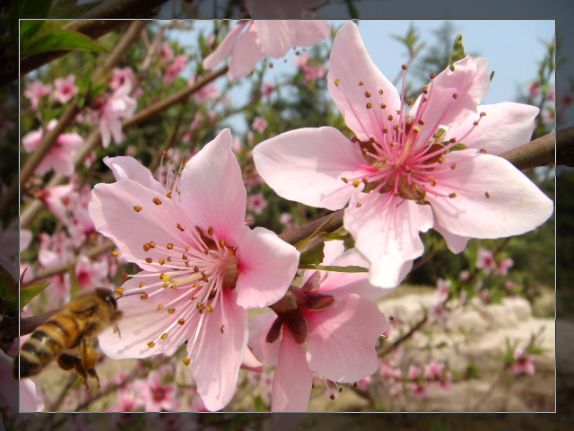 蜜蜂与桃花