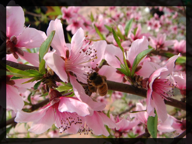 蜜蜂与桃花