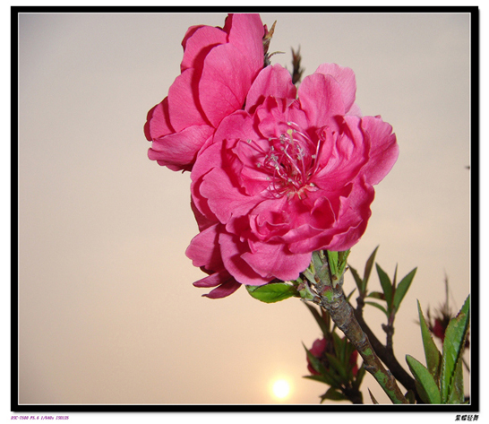 几张桃花——晨曦