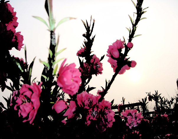 几张桃花——晨曦