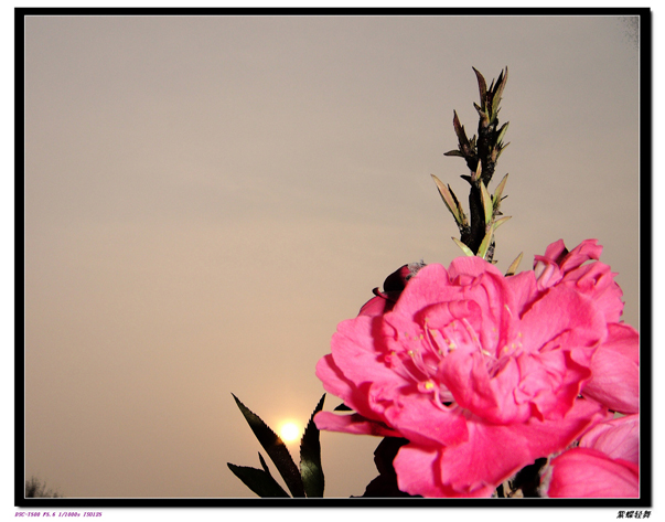 几张桃花——晨曦