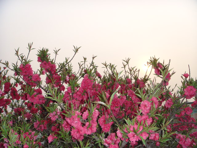 几张桃花——晨曦