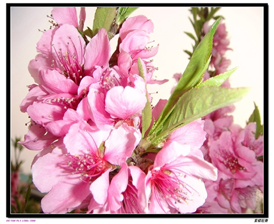 几张桃花——晨曦