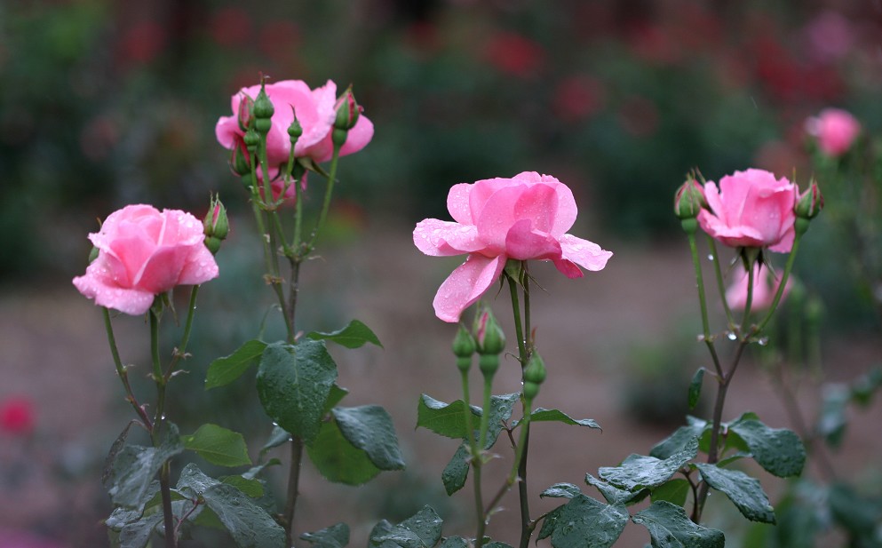 月季花开红艳艳