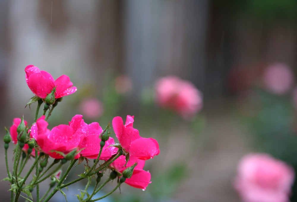 月季花开红艳艳