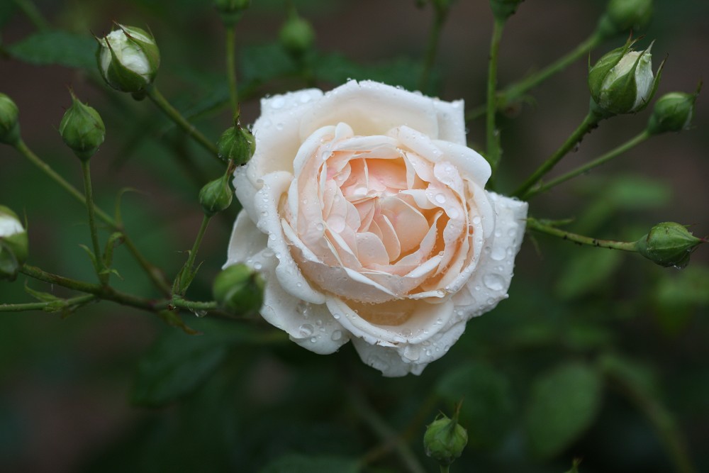 月季花开红艳艳
