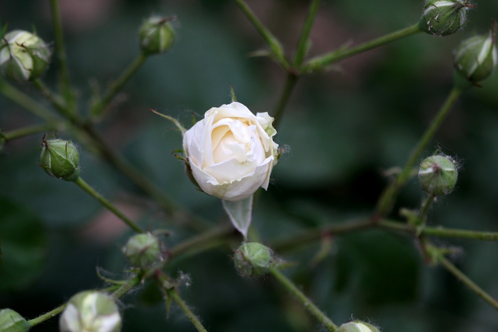 月季花开红艳艳