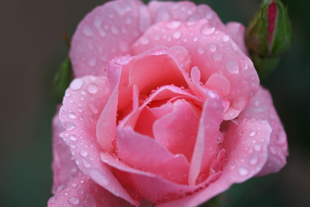 月季花开红艳艳