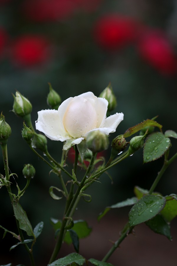 月季花开红艳艳
