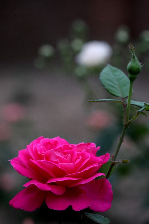 月季花开红艳艳
