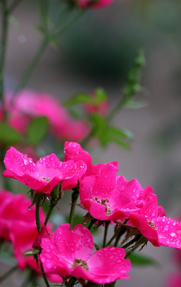 月季花开红艳艳