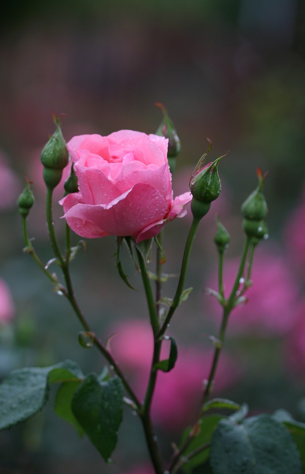 月季花开红艳艳