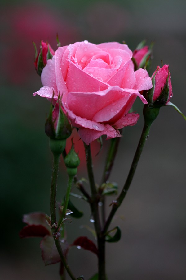 月季花开红艳艳