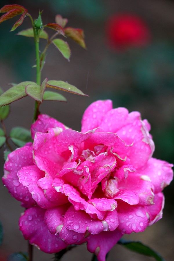 月季花开红艳艳