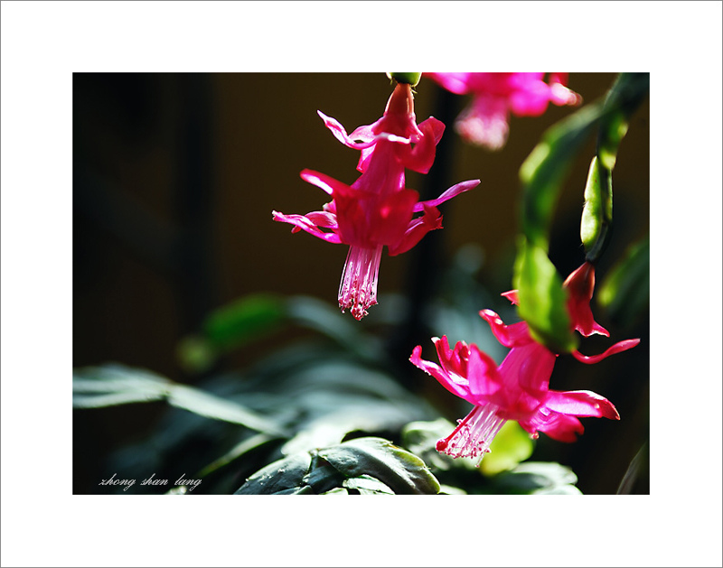 梅兰竹菊花卉帖