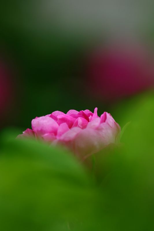 雨后月季