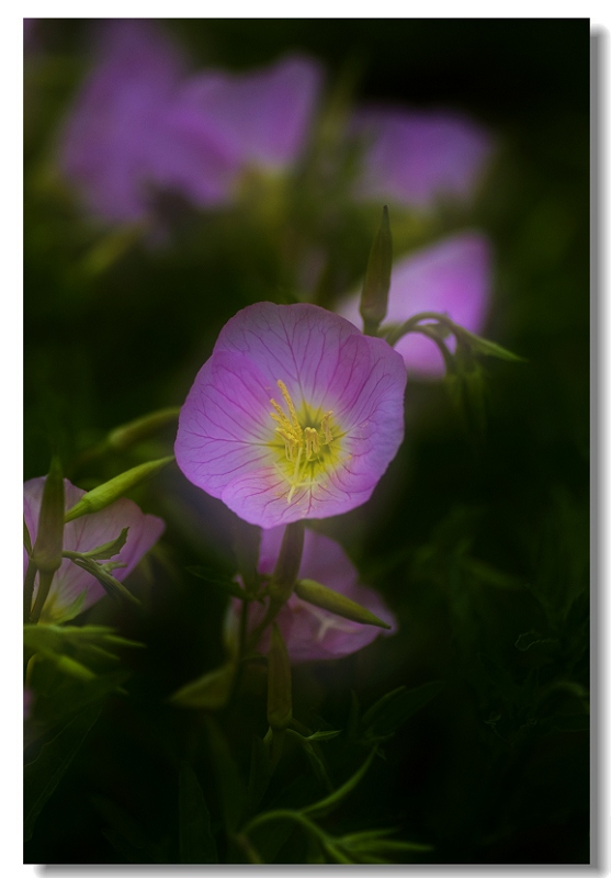 雨后花一组