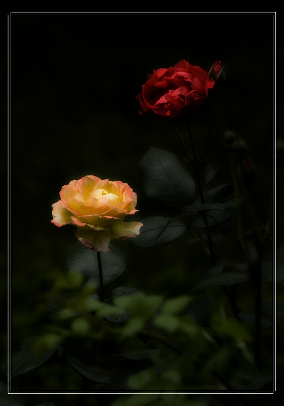 雨后花一组
