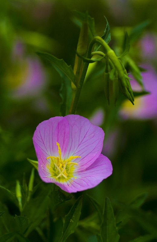 雨后花一组