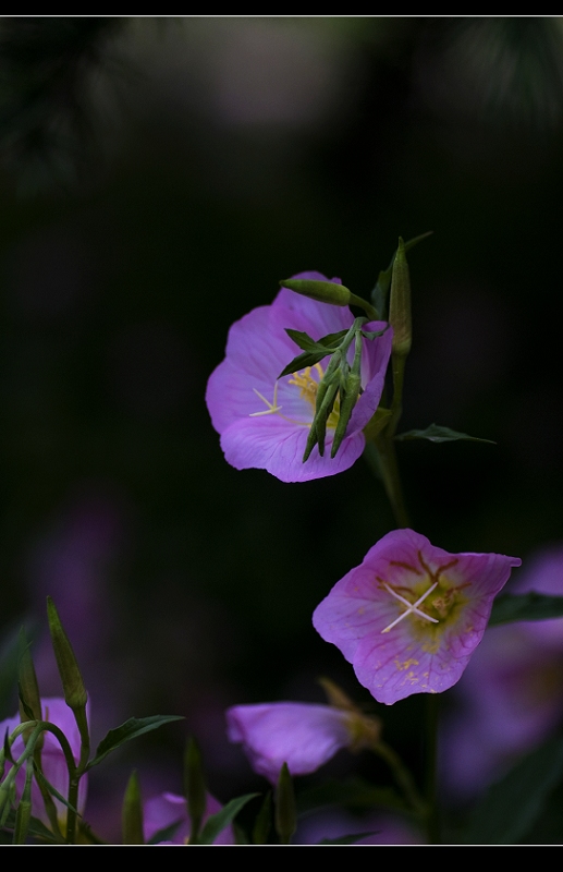 雨后花一组