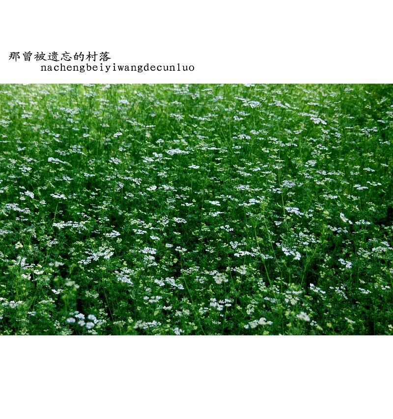 那曾被遗忘的村落