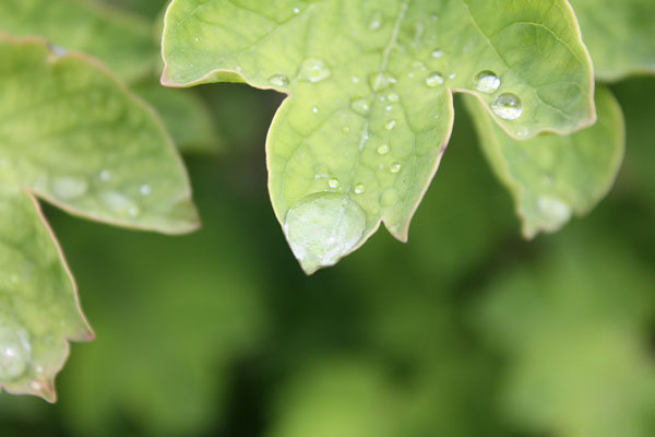 雨后