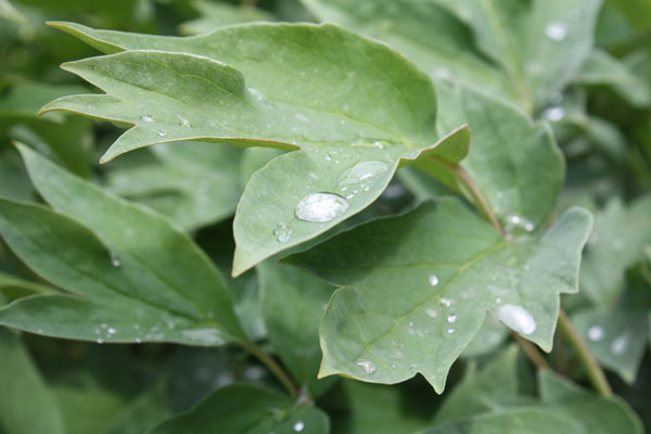 雨后
