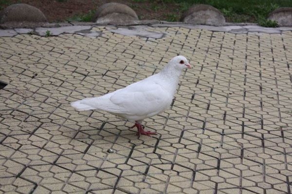 戚城