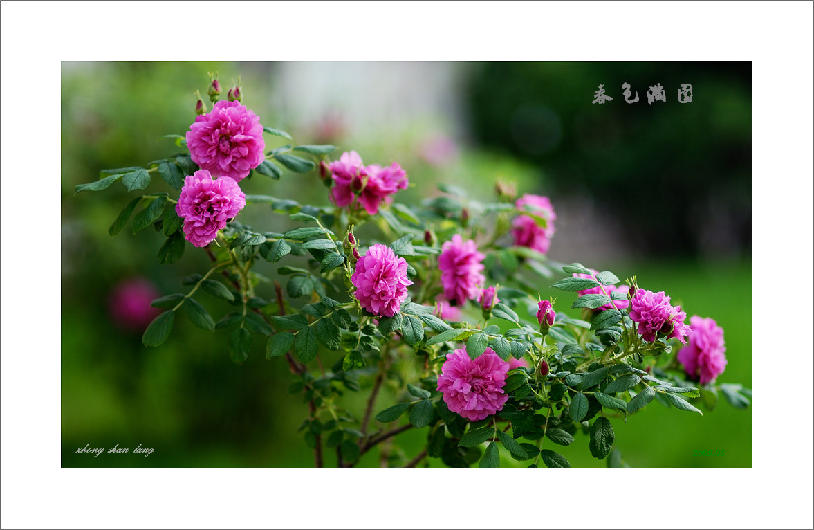 梅兰竹菊花卉帖