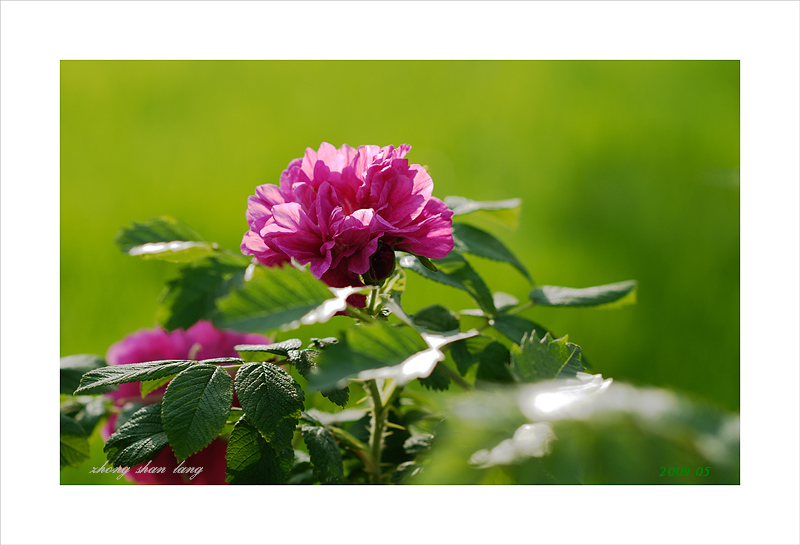 梅兰竹菊花卉帖
