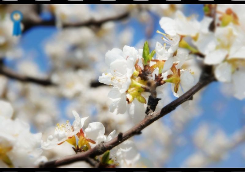 [原创]花