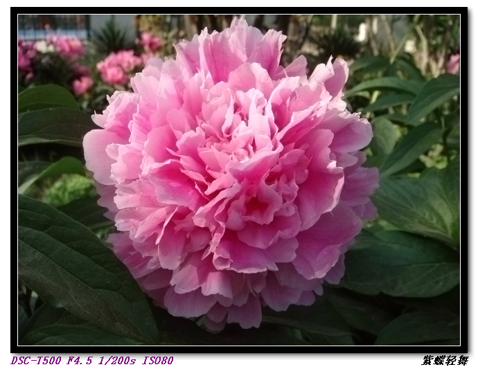芍药花开