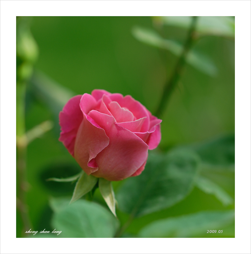 梅兰竹菊花卉帖