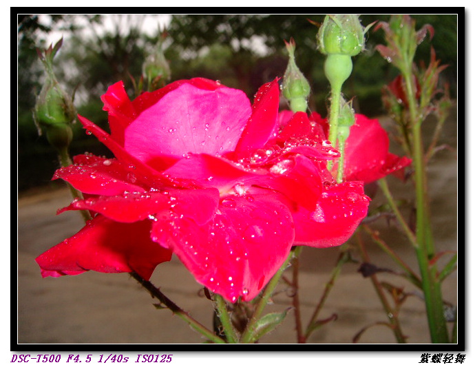 路边的月季花