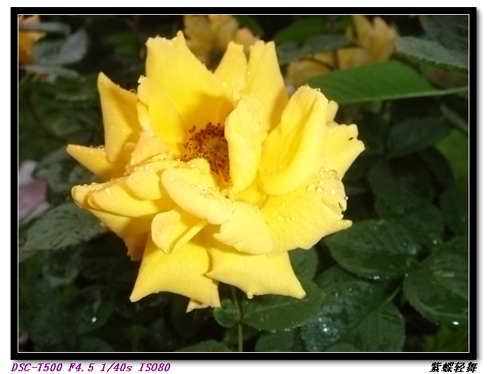 路边的月季花