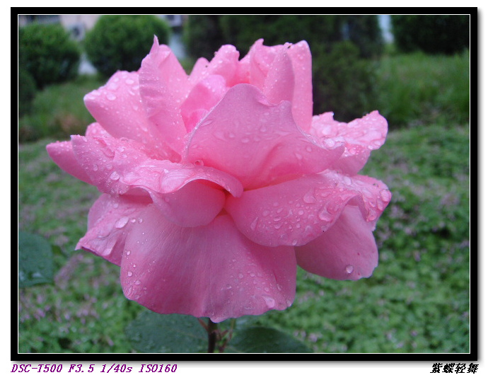路边的月季花