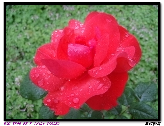 路边的月季花